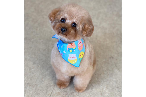 香川県のティーカッププードル 女の子 05 05生まれ ティーカップ確定 テディベア顔の可愛い 女の子 超ドワーフ 超ショートバック体型です 子犬id ブリーダーナビ