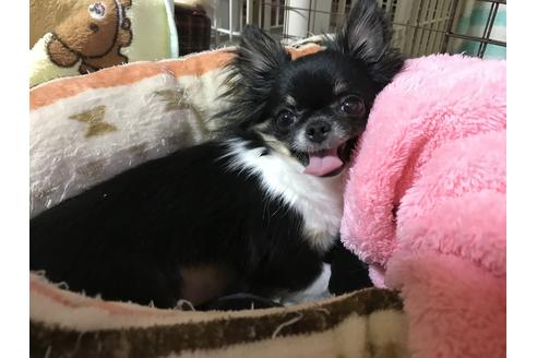 販売中のチワワ(ロングコート)の親犬