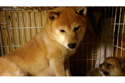 販売中の柴犬の母親