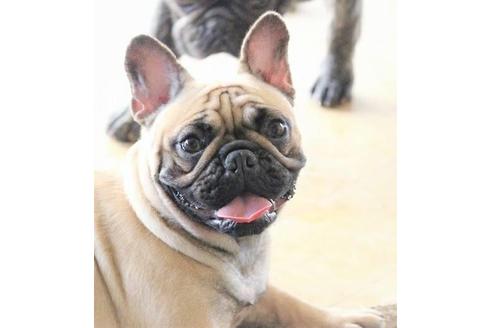 販売中のフレンチブルドッグの親犬
