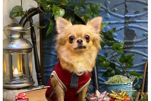 販売中のチワワ(ロングコート)の親犬