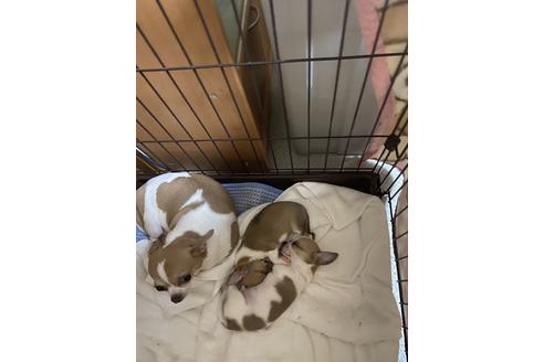販売中のチワワ(スムースコート)の親犬