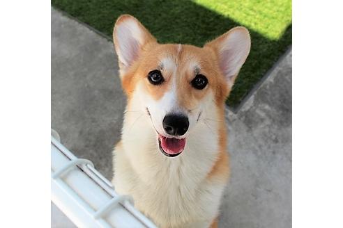 販売中のウェルシュコーギーペンブロークの親犬