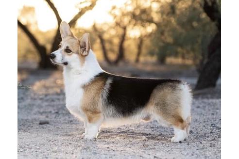 販売中のウェルシュコーギーペンブロークの親犬