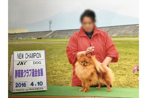 販売中のポメラニアンの親犬