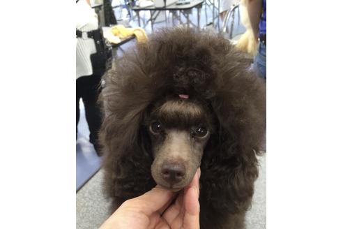 販売中のトイプードルの親犬