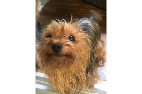 販売中のヨークシャーテリアの親犬