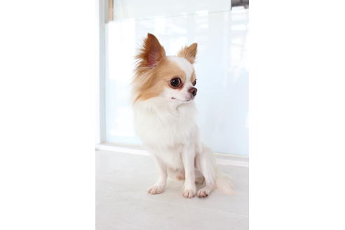 販売中のチワワ(ロングコート)の親犬