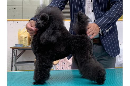 販売中のトイプードルの親犬
