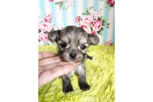 販売中のチワマル:チワワ×マルチーズの親犬