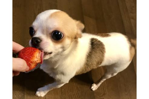 販売中のチワワ(ロングコート)の親犬