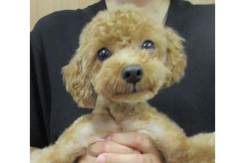 販売中のティーカッププードルの親犬