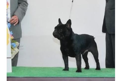 販売中のフレンチブルドッグの親犬