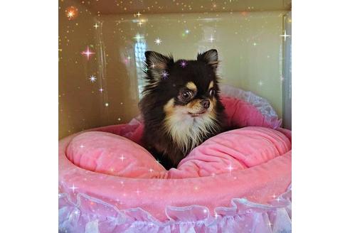 販売中のチワワ(ロングコート)の親犬