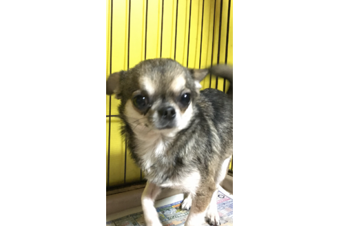 販売中のチワワ(ロングコート)の親犬