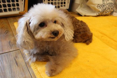 販売中のトイプードルの親犬