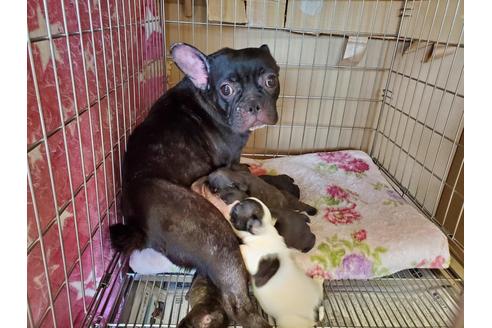 販売中のフレンチブルドッグの親犬