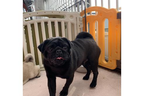 販売中のパグの親犬