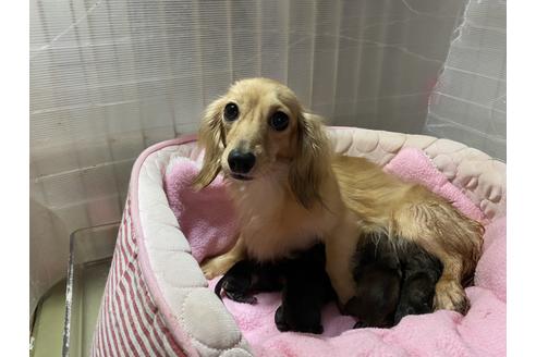 販売中のミニチュアダックスフンド(ロングヘアード)の親犬