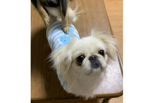 販売中のミックス犬の親犬
