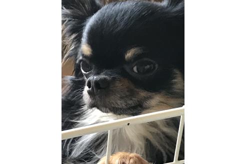 販売中のチワプー:チワワ×トイプードルの親犬
