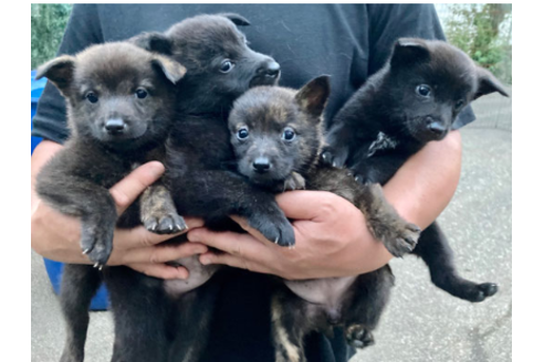 甲斐犬の子犬を探す ブリーダーナビ