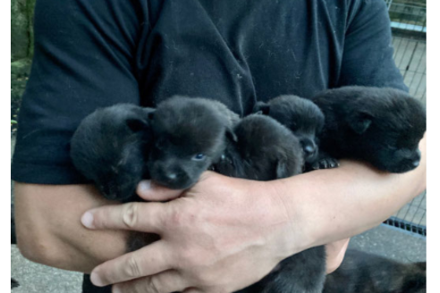 東京都で甲斐犬の子犬を探す ブリーダーナビ