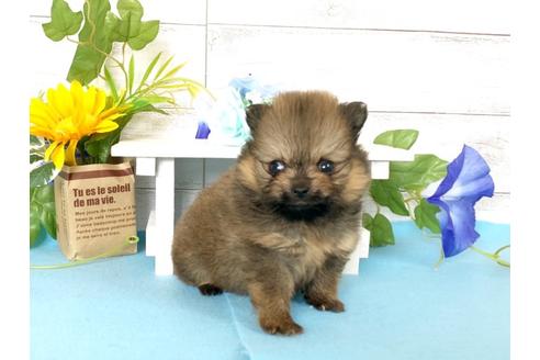 山形県でポメラニアンの子犬を探す ブリーダーナビ