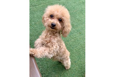 販売中のティーカッププードルの親犬