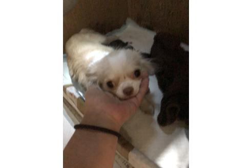 販売中のチワワ(ロングコート)の親犬