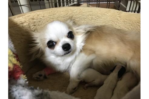 販売中のチワワ(ロングコート)の親犬