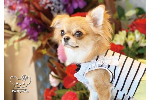 販売中のチワワ(ロングコート)の親犬