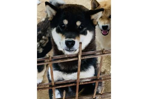 販売中の柴犬の親犬