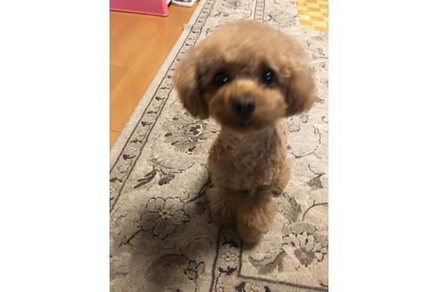 販売中のトイプードルの親犬