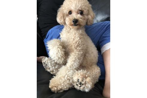 販売中のトイプードルの親犬