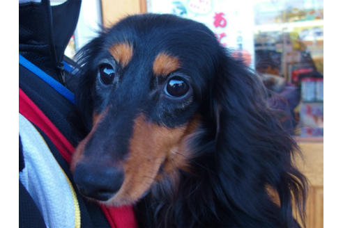 販売中のミニチュアダックスフンド(ロングヘアード)の親犬