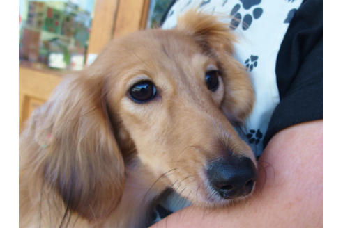 販売中のミニチュアダックスフンド(ロングヘアード)の親犬