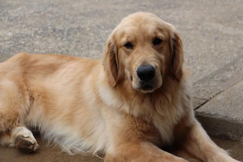 販売中のゴールデンレトリーバーの親犬