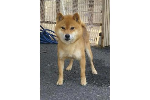 販売中の豆柴の親犬