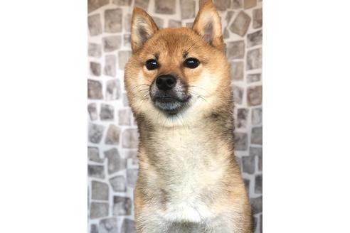販売中の豆柴の親犬