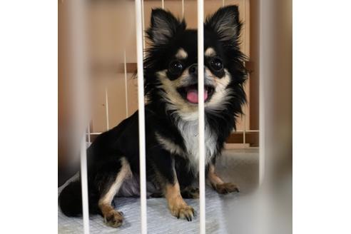 販売中のチワワ(ロングコート)の親犬