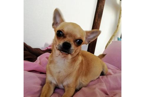 販売中のチワワ(スムースコート)の親犬