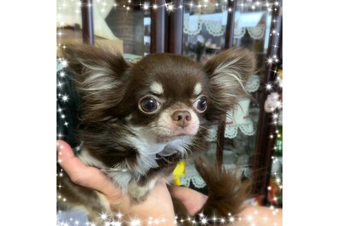 販売中のチワワ(ロングコート)の親犬
