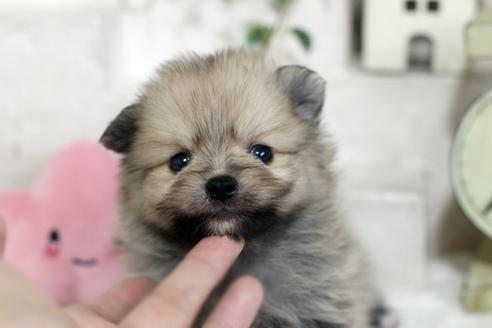 佐賀県のポメラニアン 男の子 2020 06 01生まれ ウルフセーブル 子犬id 100796 ブリーダーナビ