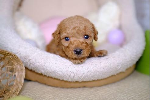 販売中のトイプードルの親犬