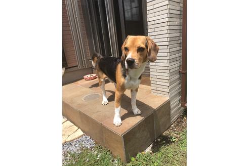 販売中のビーグルの親犬
