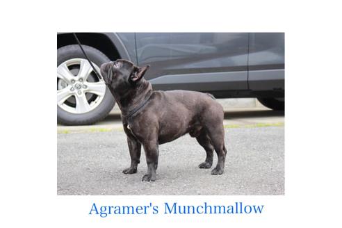 販売中のフレンチブルドッグの親犬