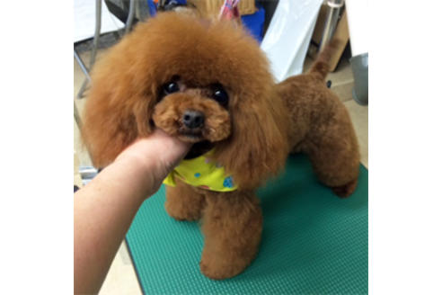 販売中のティーカッププードルの親犬