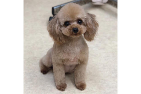 販売中のティーカッププードルの親犬