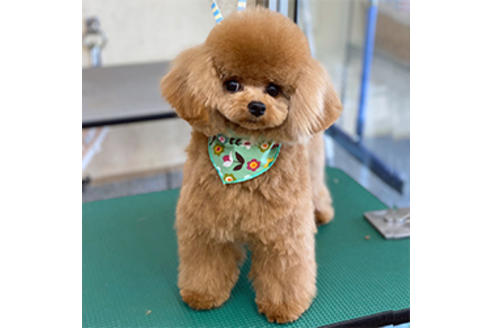 販売中のティーカッププードルの親犬